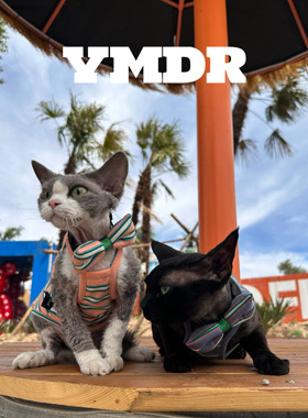 YMDR德文衣服猫咪衣服夏季纯棉薄款条纹吊带领结网红情侣款街拍款
