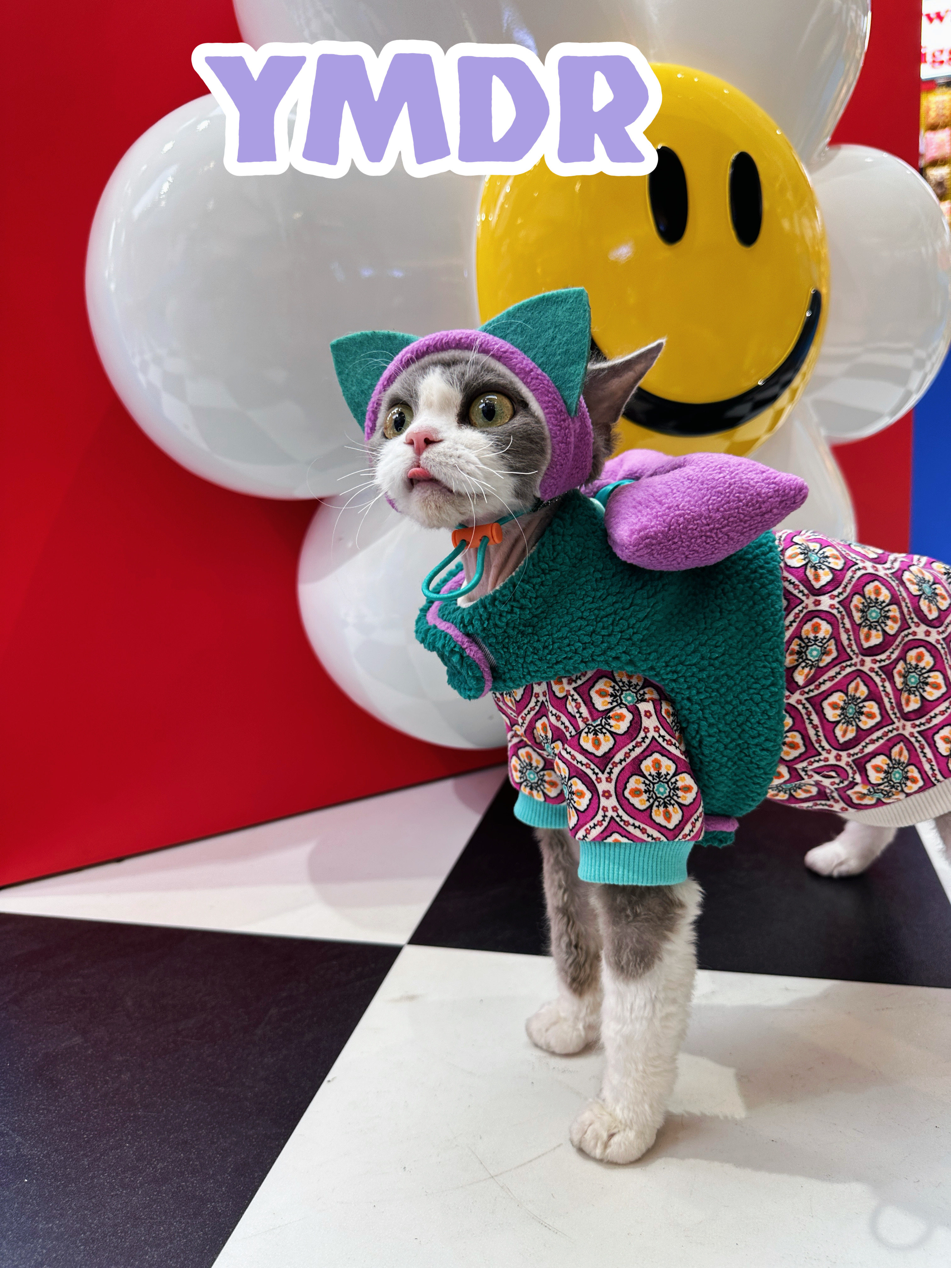 YMDR原创德文衣服新年款限定复古花纯棉T恤牵引蝴蝶结胸背造型帽,宠物/宠物食品及用品,猫宠物服装/雨衣（新）,淘宝优惠券,粉丝福利购,淘宝优惠卷