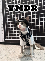 YMDR妖喵大人宠物秋冬纯棉无毛猫衣服德文衣服潮酷涂鸦风休闲套装