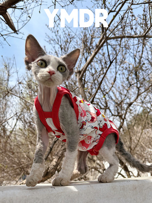 YMDR德文猫无毛猫夏季纯棉卡通四脚吊带 三丽欧红色防过敏绝育服