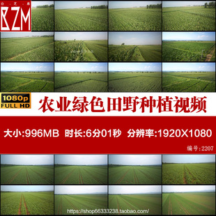 J004航拍农业绿色田野种植蔬菜田园玉米地庄稼地高清实拍视频素材