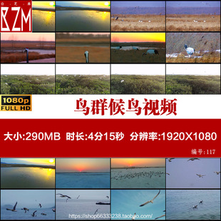 生态湿地鸟群候鸟迁徙动物鸟类丹顶鹤鹭鸟海鸥实拍视频素材