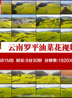 云南罗平山谷中的油菜花田罗平万亩油菜花花海金鸡实拍视频素材
