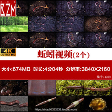 蚯蚓 绿色农业 土壤 松土 翻土 有机物 4K 高清实拍视频素材