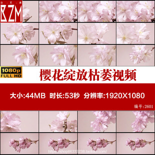 樱花绽放视频素材粉鲜花盛开到枯萎过程自然生活花朵生长过程