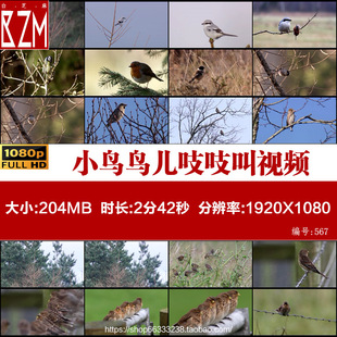 小鸟停在枝头春天鸟儿吱吱叫麻雀燕子视频素材