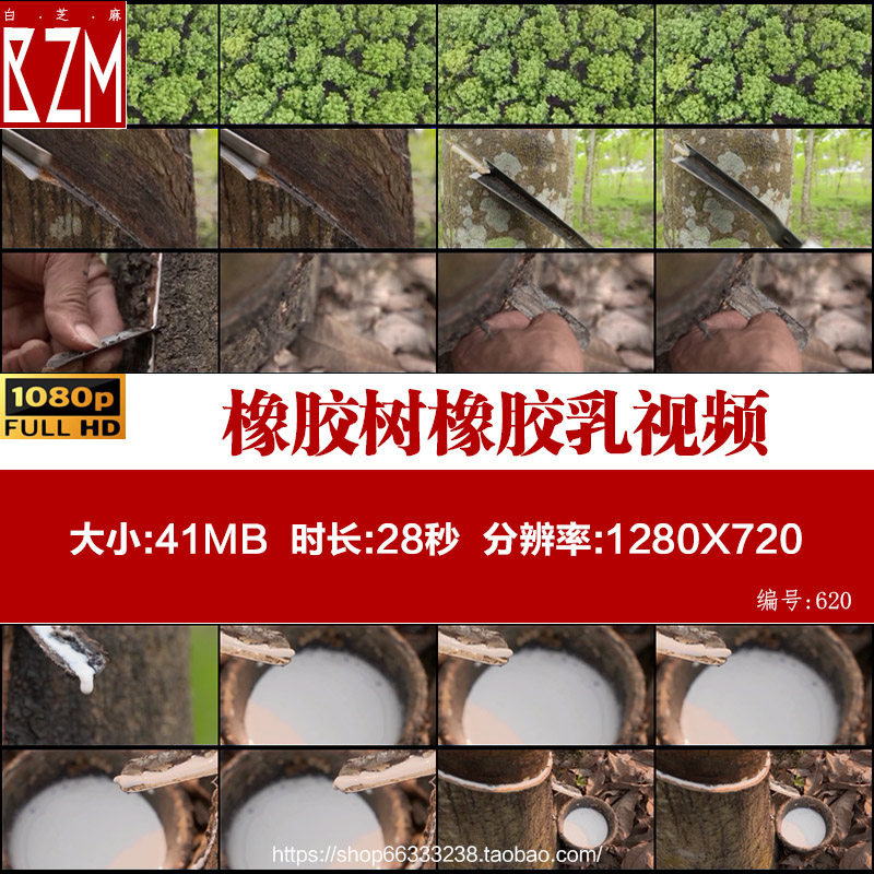 橡胶树种植割胶取胶天然橡胶乳实拍视频素材