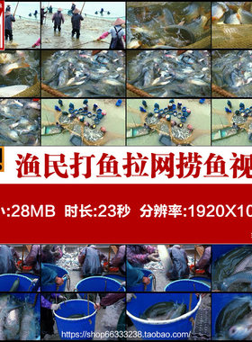 渔业丰收围网撒网捕鱼鱼群跳跃渔民打鱼拉网捞鱼渔民实拍视频素材
