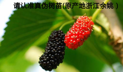 庭院盆栽宁波桑葚树苗 桑叶树 果桑嫁接保证嫁接果树果苗
