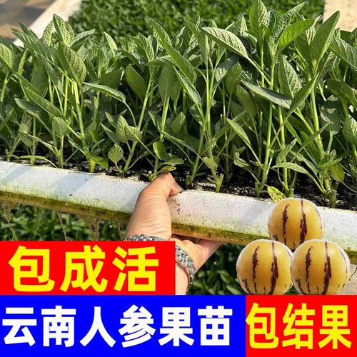 人参果树苗云南石林高产早熟嫁接苗孑籽北方南方黄心人参树果苗盆