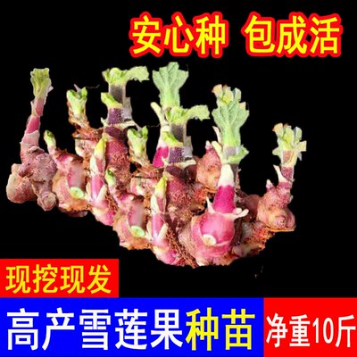 雪莲果种孑云南天山雪连果种球现挖现发黄心果苗优质高产雪莲种子