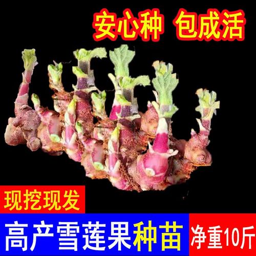 雪莲果种孑云南天山雪连果种球现挖现发黄心果苗优质高产雪莲种子