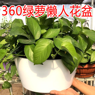 花博士树脂360特大号绿萝自动吸水懒人大菜盆铜钱草碗莲植物 包邮