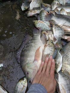 特价新鲜野生河鱼 福寿鱼 罗非鱼 非洲鲫 淡水鱼溪水和海水交界处