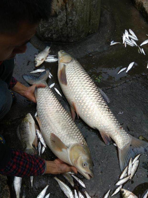 新鲜草鱼鲜活草溪流水野生草鱼纯正野生溪流水的溪鱼