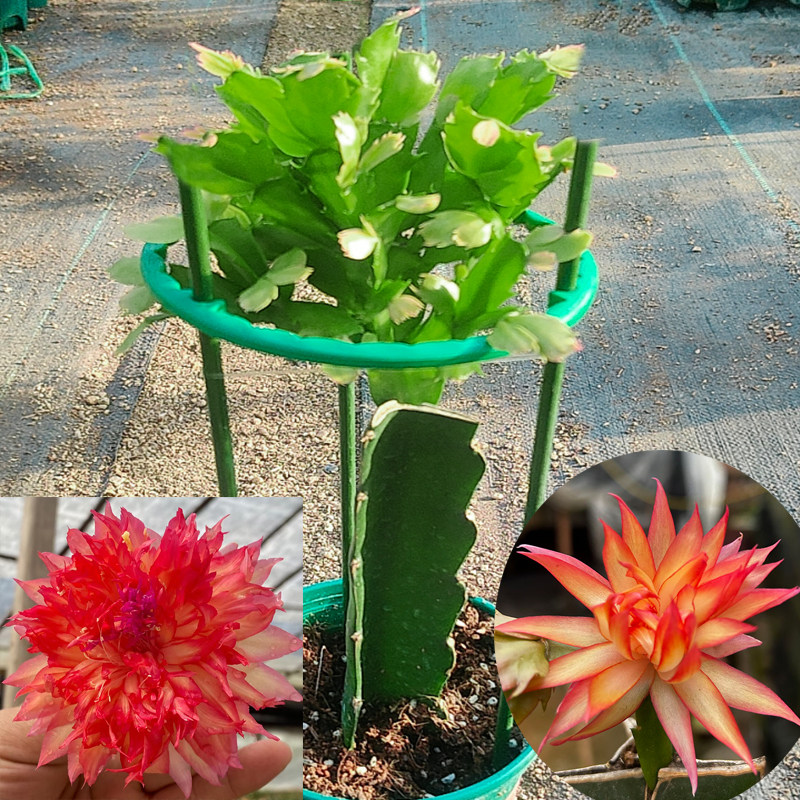 当年开花新品阳台绿植嫁接苗重瓣