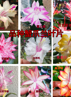 新蟹爪兰盆栽多色叶片不带根嫁接三角叶仙扦插用室内阳台满25包邮