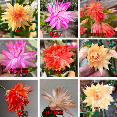 室内阳台好养蟹爪兰重瓣花