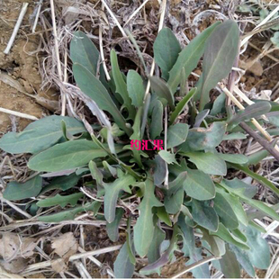 野菜苦菜新鲜 败酱草苦碟子苦麻子苦麦菜菊苣食用山东烟台 包邮