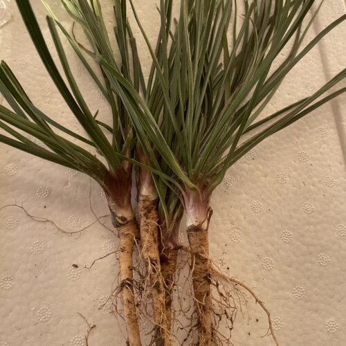 超大花球蒲公英花苗容易养