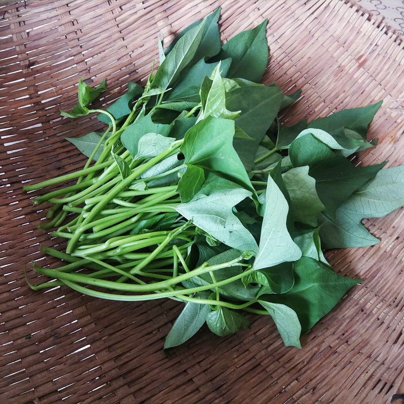 红薯叶新鲜嫩头食用红薯苗地瓜叶红薯尖红苕尖现采现发山东烟台