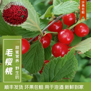 山东毛樱桃新鲜红豆子小樱桃山樱桃野樱桃包邮现采现发农家