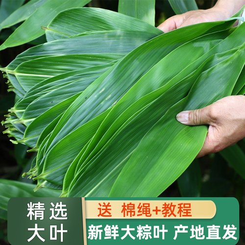 粽叶粽子叶100片包粽子精选特大