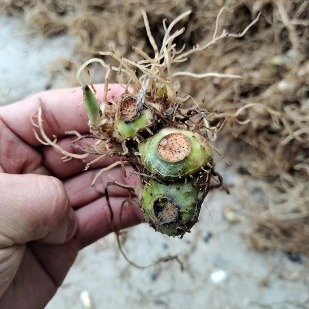 黄精种植苗姜型九华山多花不倒苗甜黄精老虎姜种苗中药材新鲜黄精