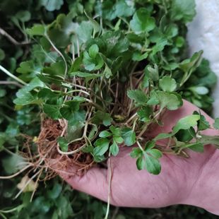 现挖鲜活猫爪草苗带叶带根可土培盆栽猫爪草种子正宗中药材苗