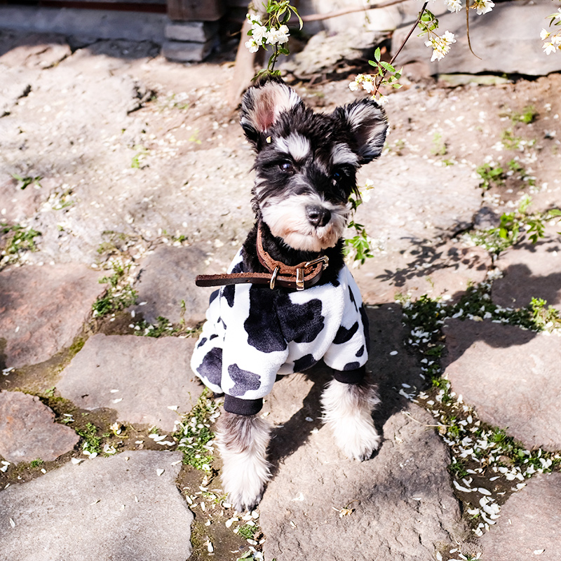 雪纳瑞衣服四脚奶牛变身装小狗狗秋冬装泰迪小型幼犬宠物春秋薄款