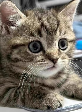 家养中华田园猫幼猫真猫狸花猫幼崽抓老鼠小土猫小猫橘猫白猫黑猫