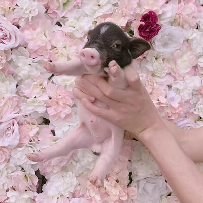 泰国小香猪宠物猪荷兰猪迷你宠物活物猪家养小型萌宠幼崽粉猪活体