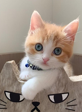 小猫幼猫田园小奶猫黑白宠物猫便宜小猫白猫橘猫抓鼠猫狸猫不掉毛