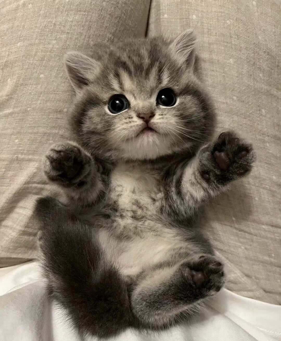 中华田园猫虎斑狸花猫幼崽橘猫奶猫黑白奶牛猫活体白猫黑猫三花猫