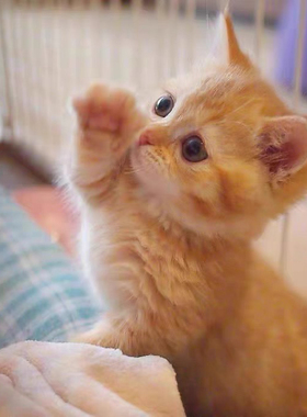 中华田园猫家养幼猫狸花猫幼崽抓老鼠橘猫三花猫土猫黑猫小猫活物