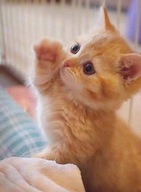 中华田园猫家养幼猫狸花猫幼崽抓老鼠橘猫三花猫土猫黑猫小猫活物