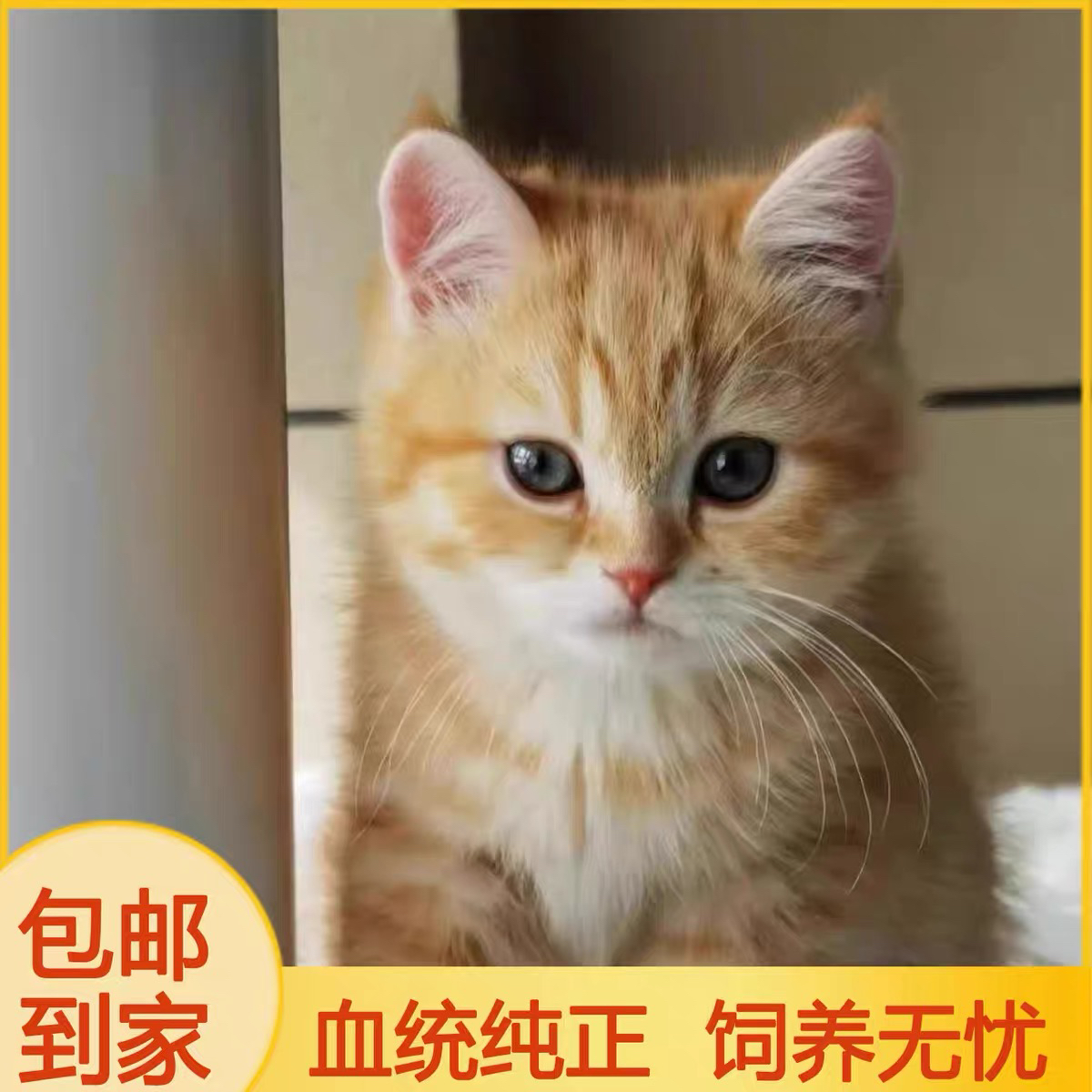 中华田园猫幼崽橘猫狸花猫纯黑猫白猫奶牛猫三花猫蓝猫宠物猫活体