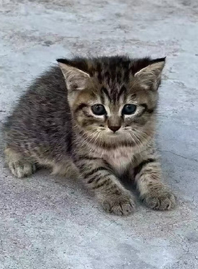 家养中华田园猫幼猫真猫狸花猫幼崽抓老鼠小土猫小猫橘猫白猫黑猫