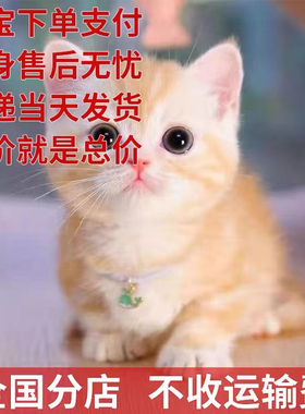 家养中华田园猫幼猫真猫狸花猫幼崽抓老鼠小土猫小猫橘猫白猫黑猫