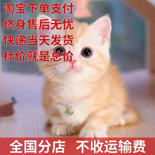 家养中华田园猫幼猫真猫狸花猫幼崽抓老鼠小土猫小猫橘猫白猫黑猫