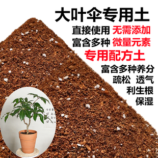 大叶伞专用土日本保罗通用营养土绿植盆栽有机土花卉培植土壤特价