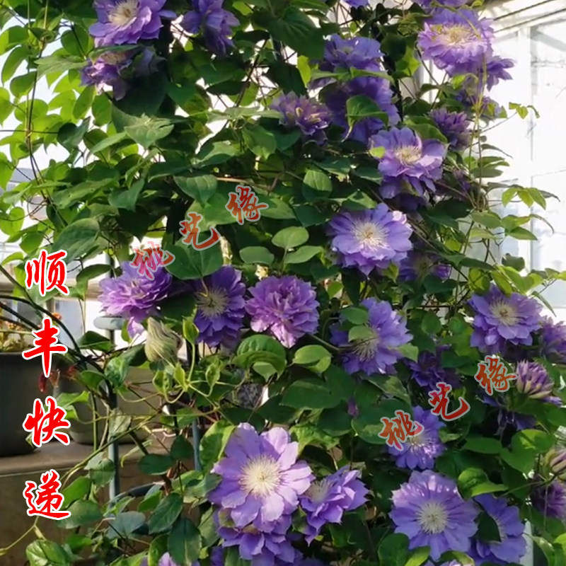 桃姐铁线莲21新品昼天使 水面妖精 翠鸟 地栽 庭院 盆栽 阳台