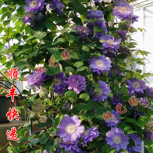 桃姐铁线莲庭院盆栽新品