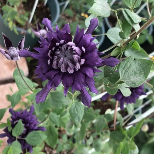 九重F系丰花爬藤铁线莲耐热