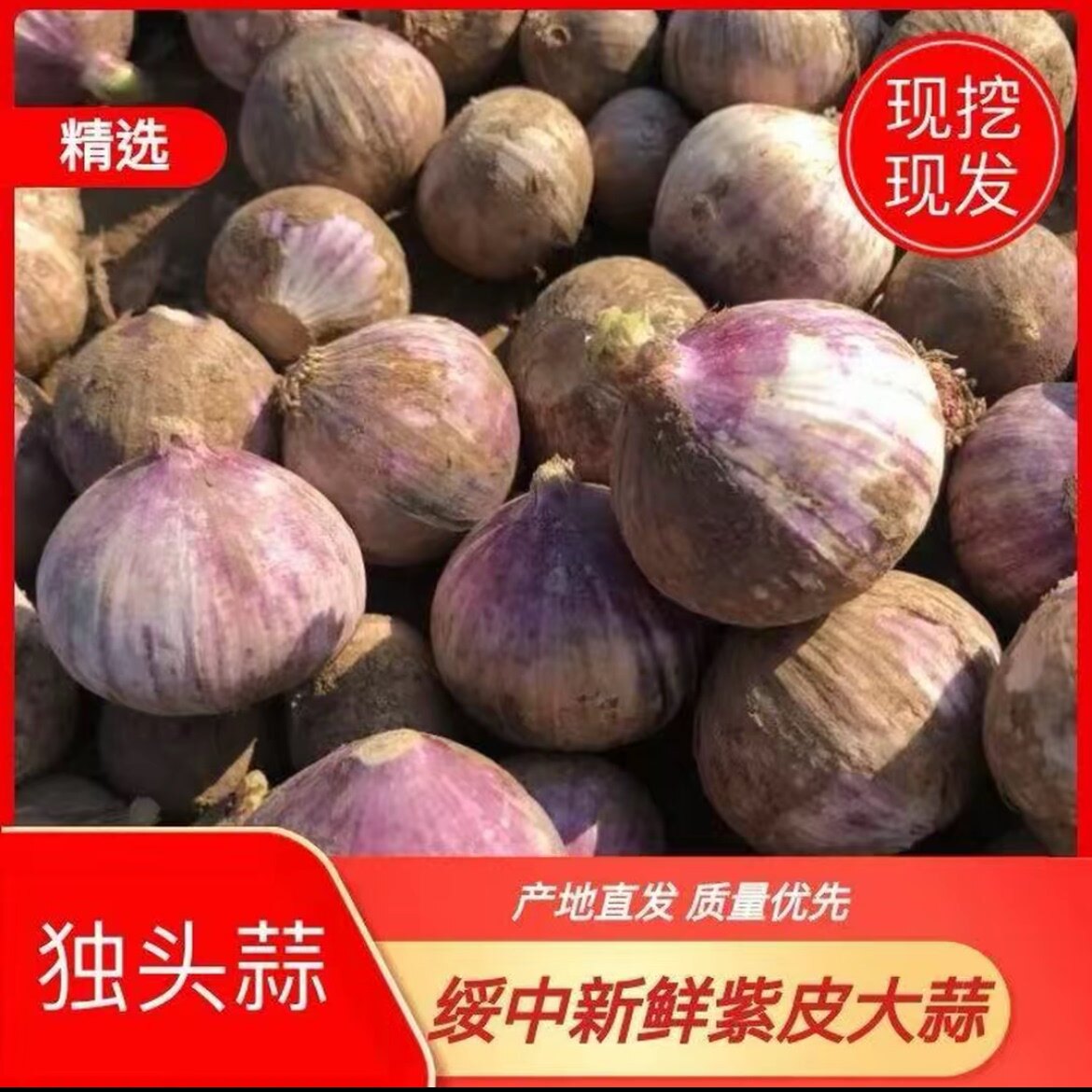 现挖现发紫皮蒜独头蒜新蒜鲜蒜大蒜
