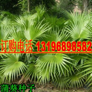 新采林木种子蒲葵种子  别称 扇叶葵种子 葵树种籽  风景树种子