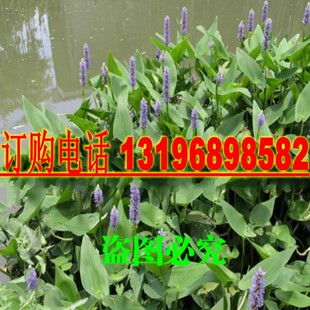 再力花种子水竹芋籽水莲蕉种子塔利亚多年生挺水草本水生植物种子