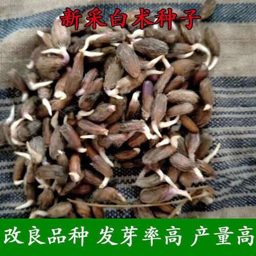 白术种子春秋种植亩产3500斤高产量高收益中药材改良白术种籽