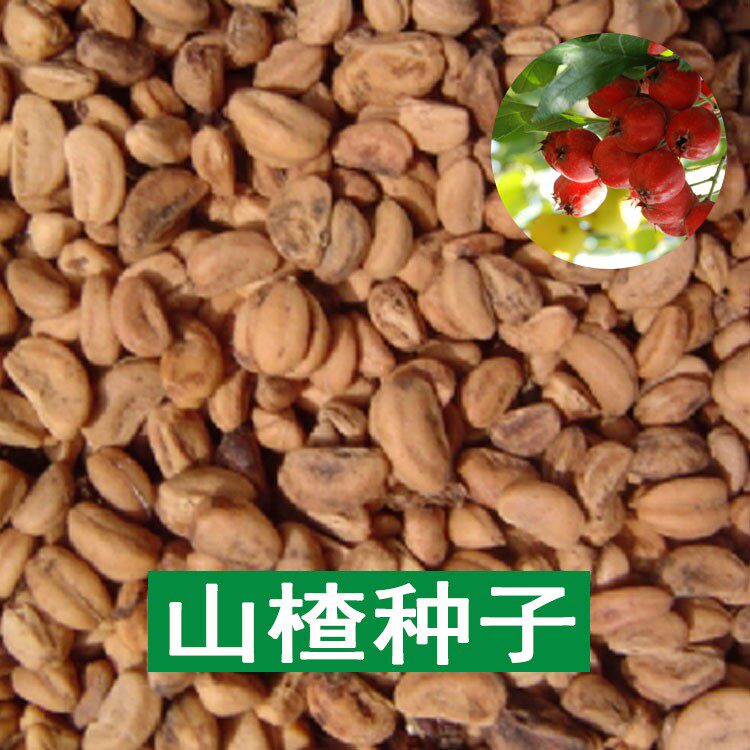 林木种子 花卉种子 果树种子 山楂种子 山楂树种子 养胃果树