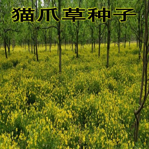 新采中药材种子 猫爪草种子 猫爪草种籽 发芽率高 质量保障